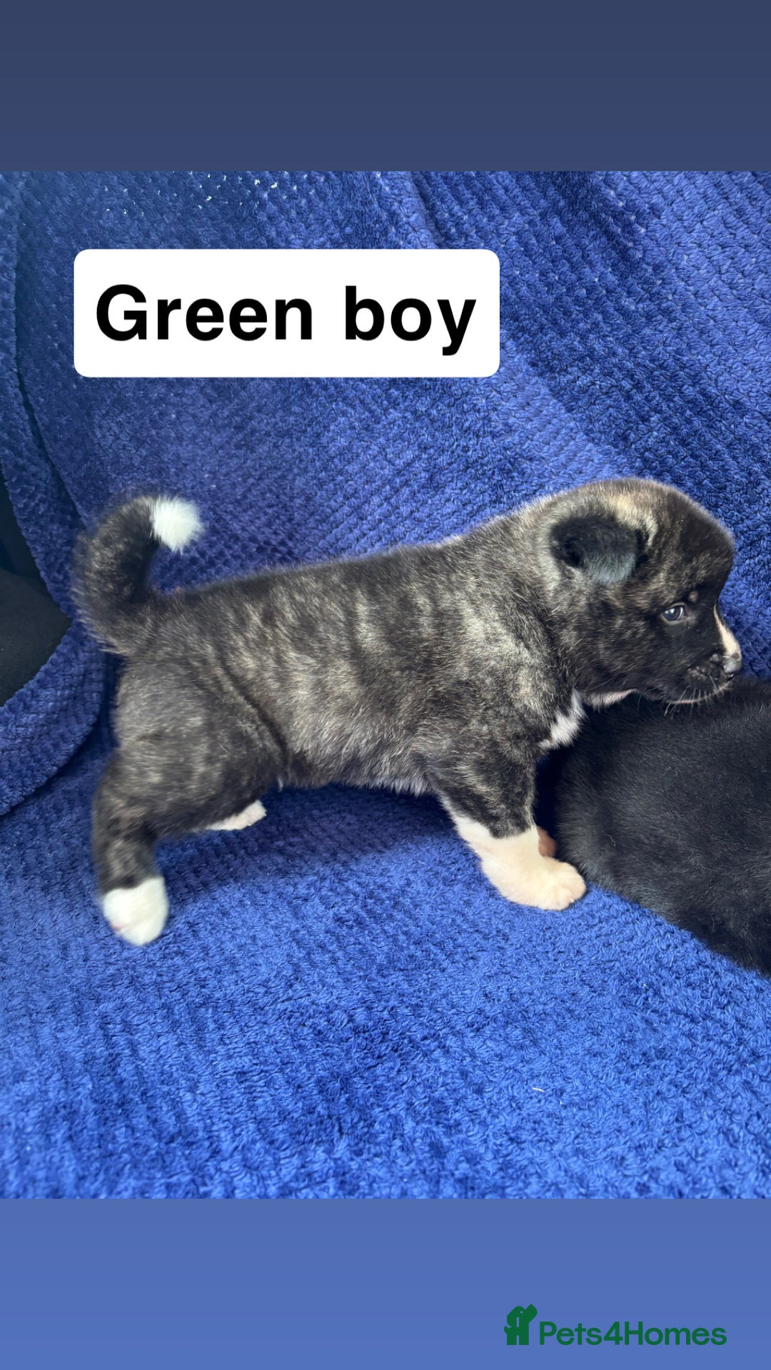 Akita dogs for sale: 5⭐️ Akita pups - Image 10