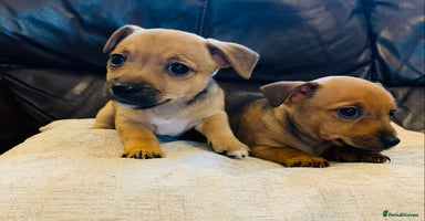 Jack Russell dogs - Advert 2