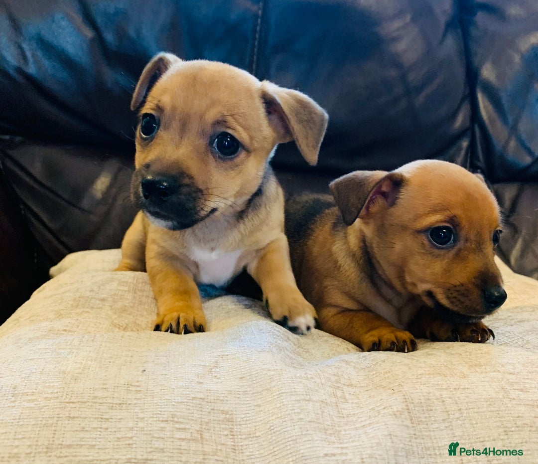 Jack Russell dogs for sale: Outstanding miniature Jack Russell puppies  - Image 6