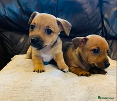 Jack Russell dogs - Advert 2