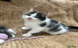 British Longhair cats for sale: Stunning friendly kittens - Image 28