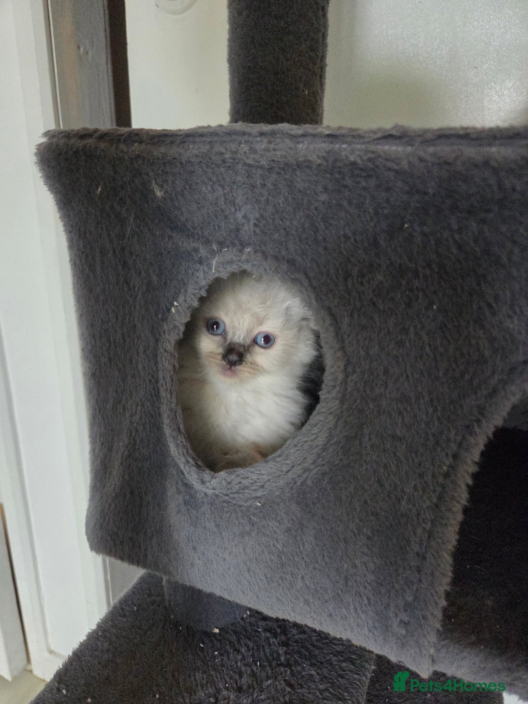Ragdoll cats for sale: Pure blue mitted Ragdoll kittens - Image 7