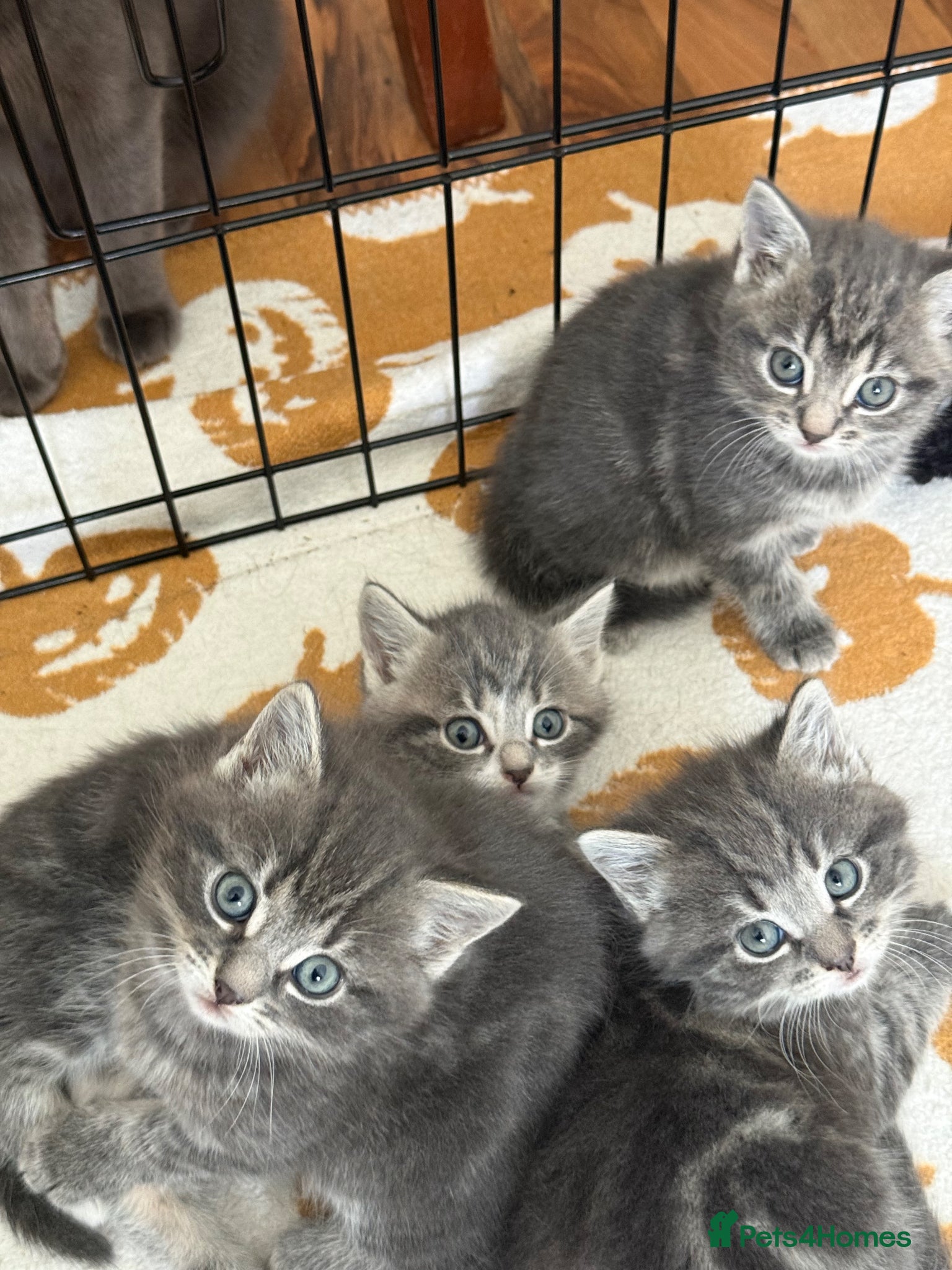 Mixed Breed cats British Short & Grey Tabby kittens - Advert 1