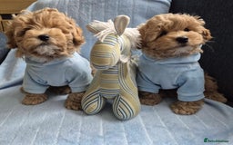 Maltipoo dogs for sale: Small Maltipoo boys ❤️❤️❤️ READY NOW 🫶 - Image 2
