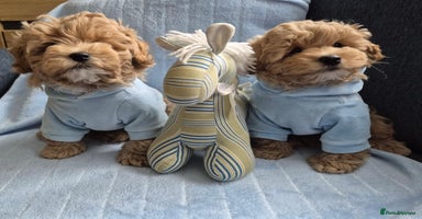 Maltipoo dogs - Advert 2