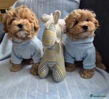 Maltipoo dogs - Advert 1