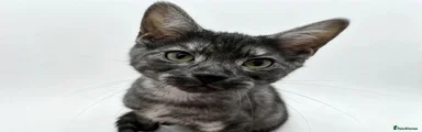 Egyptian Mau 3