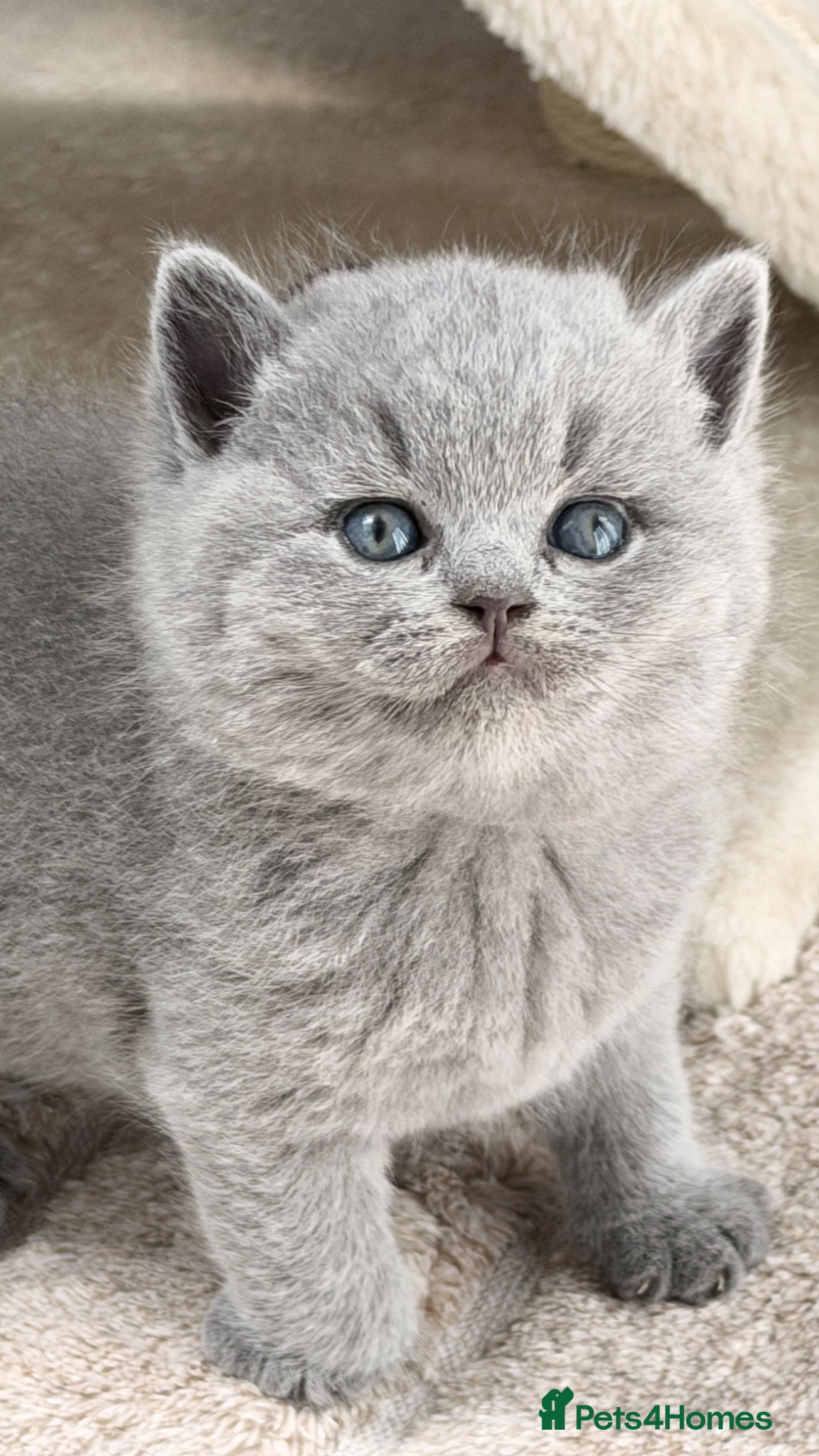 British Shorthair cats BRITISH BLUE KITTENS FROM CHAMPIONS LINE 🏆 - Advert 1