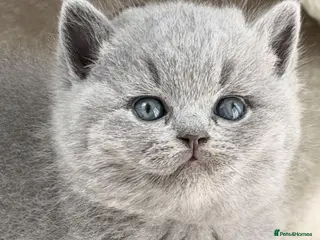 British Shorthair cats BRITISH BLUE KITTENS FROM CHAMPIONS LINE 🏆 - Advert 2