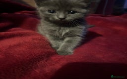 Ragdoll cats for sale: 2 adorable 1/4 ragdoll kittens available  - Image 10