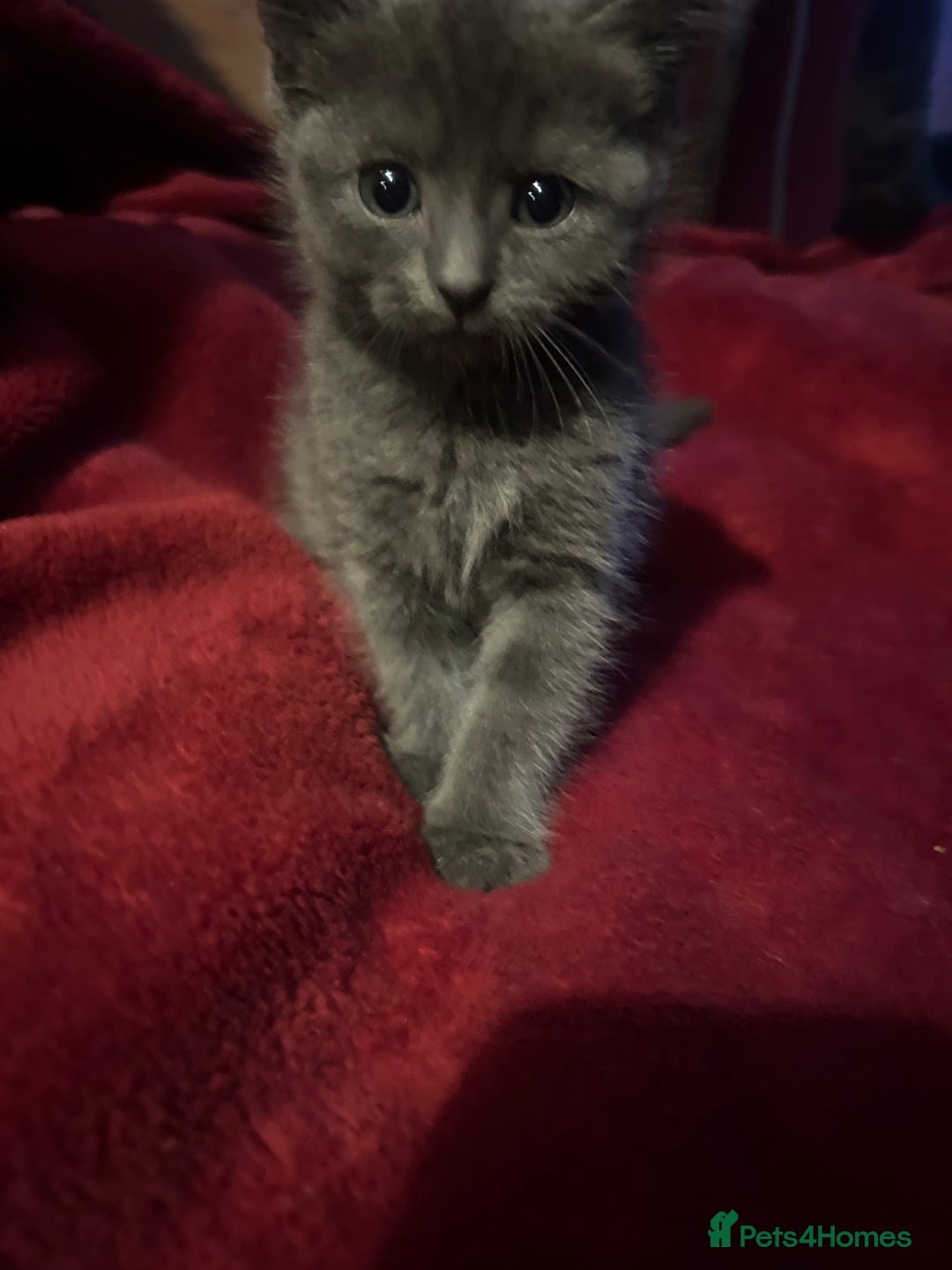 Ragdoll cats for sale: 2 adorable 1/4 ragdoll kittens available  - Image 10