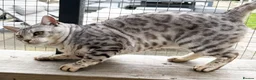 Bengal cats for sale: Elite Silver Rosetted Bengal Boy - Advert 9