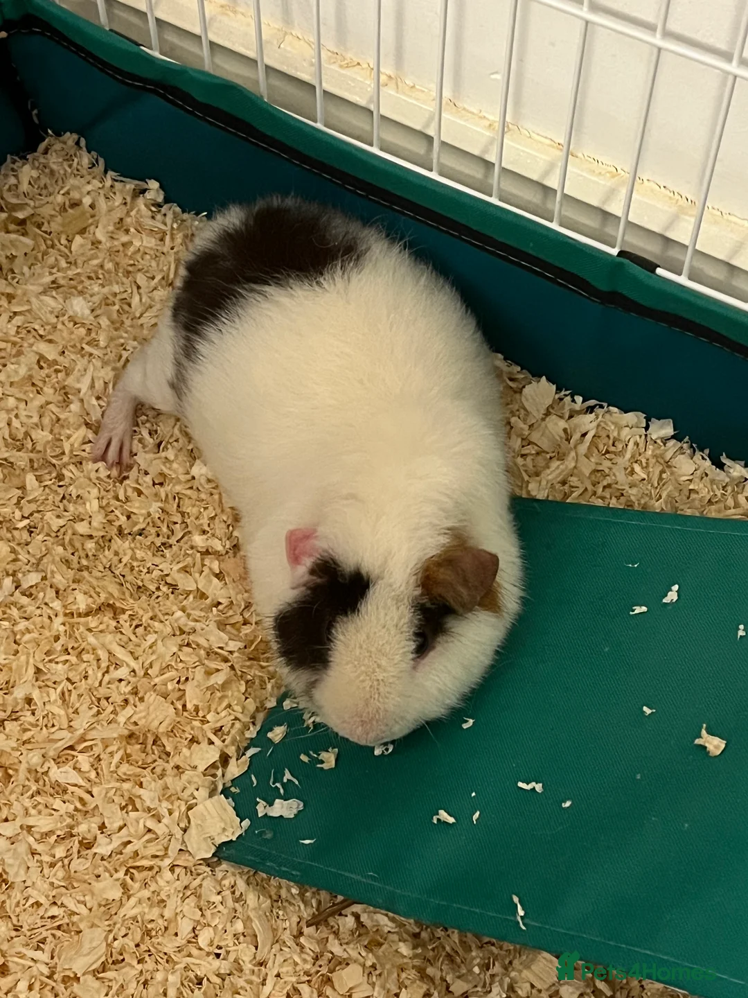 Guinea Pig rodents for sale: Teddy Male Guinea pigs plus cage and accessories  - Advert 3