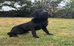 Labrador Retriever dogs for sale: Black Labrador girl for sale - Image 2