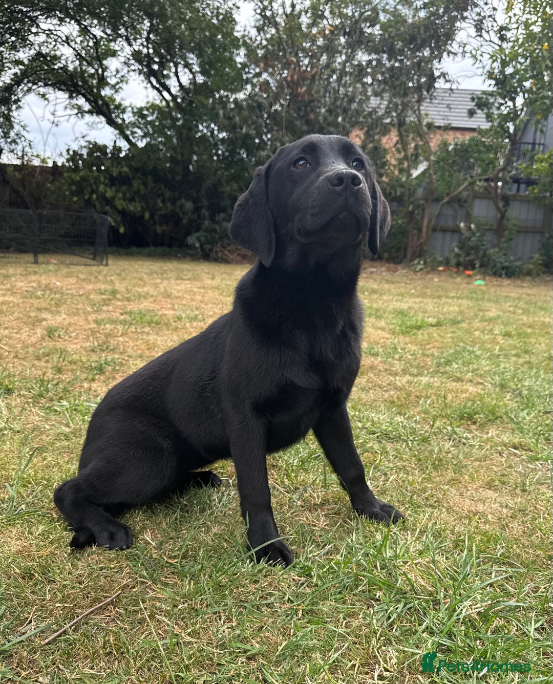 Labrador Retriever dogs for sale: Black Labrador girl for sale - Image 2