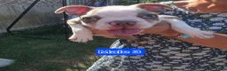 Boston Terrier dogs for sale: Beautiful Bostons 🌸 - Advert 19