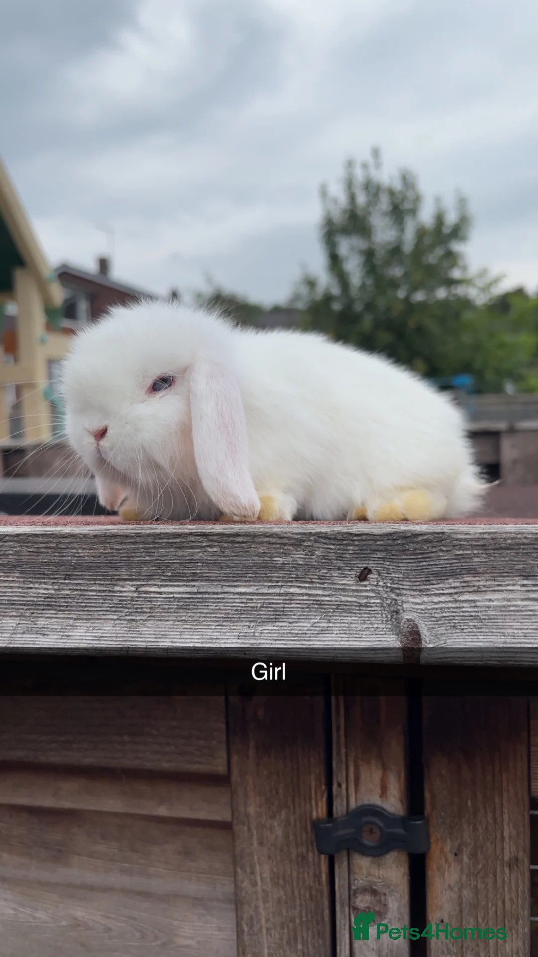 Mini Lop rabbits for sale: Mini lop rabbits ready to leave  - Advert 9