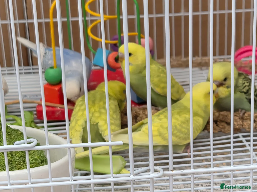 Budgerigars birds for sale: Baby Budgies  - Advert 3