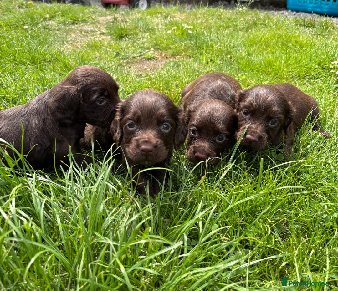 Cocker Spaniel dogs for sale: Chocolate working cocker spaniel puppies - Advert 1