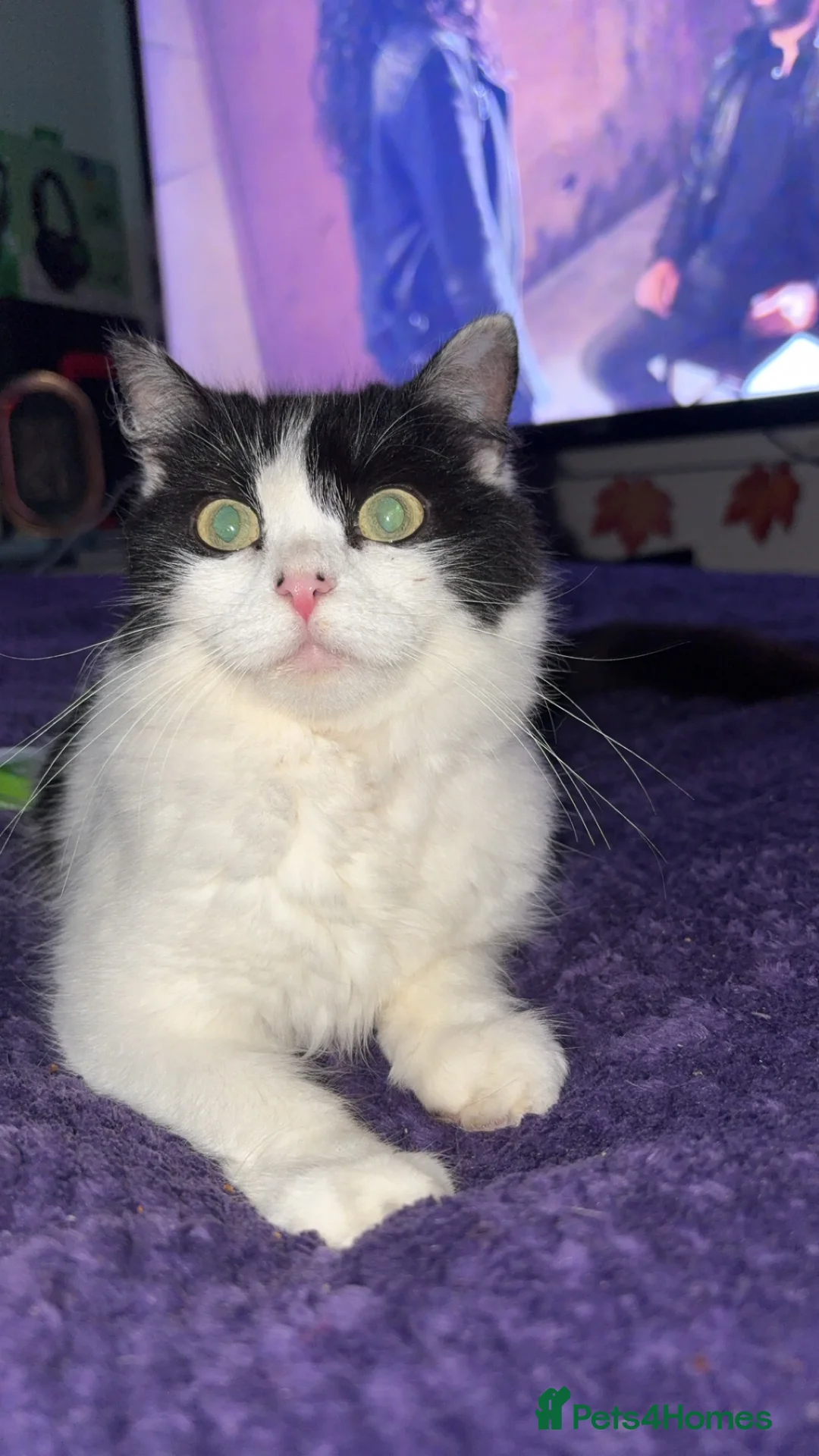 Domestic Shorthair cats for sale: Rescue cats- 60 in total, kittens/ adults🧡🙏 - Advert 14