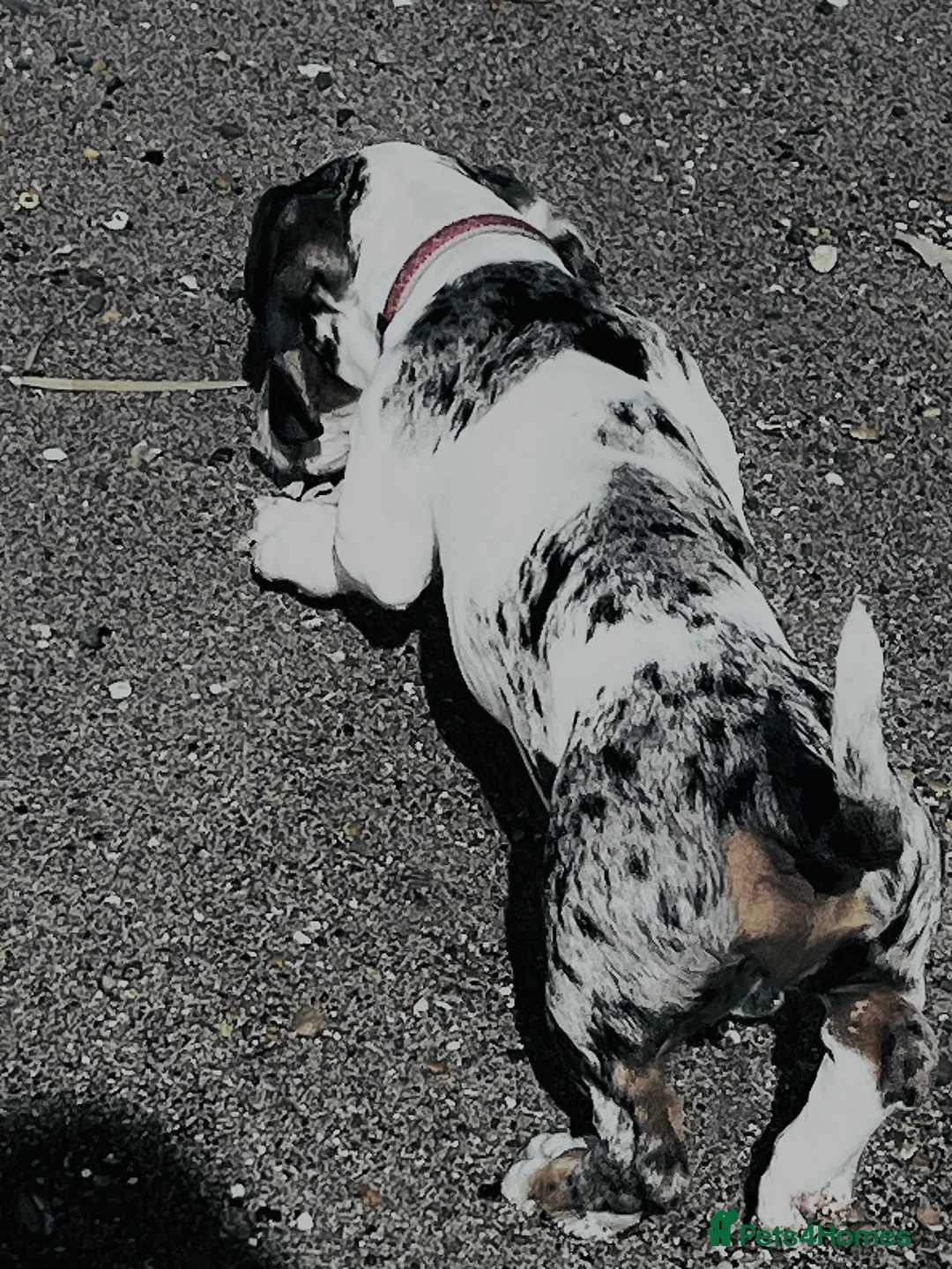 Dachshund dogs for sale: Beautiful boy dashound  - Advert 3