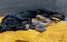 Cocker Spaniel dogs for sale: Carefully bred Kc FTW sired cocker spaniel pups,  - Image 12