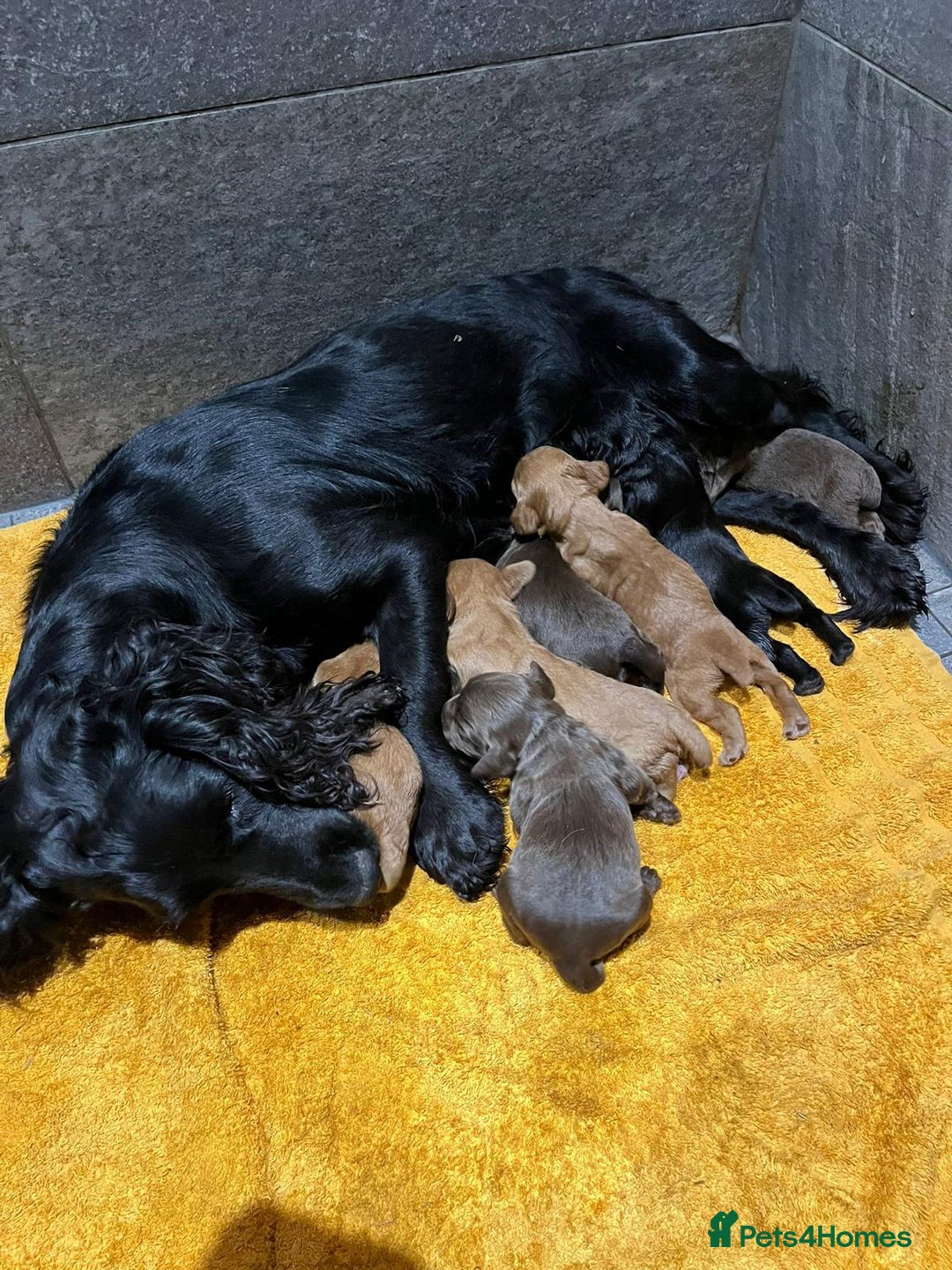 Cocker Spaniel dogs for sale: Carefully bred Kc FTW sired cocker spaniel pups,  - Image 12
