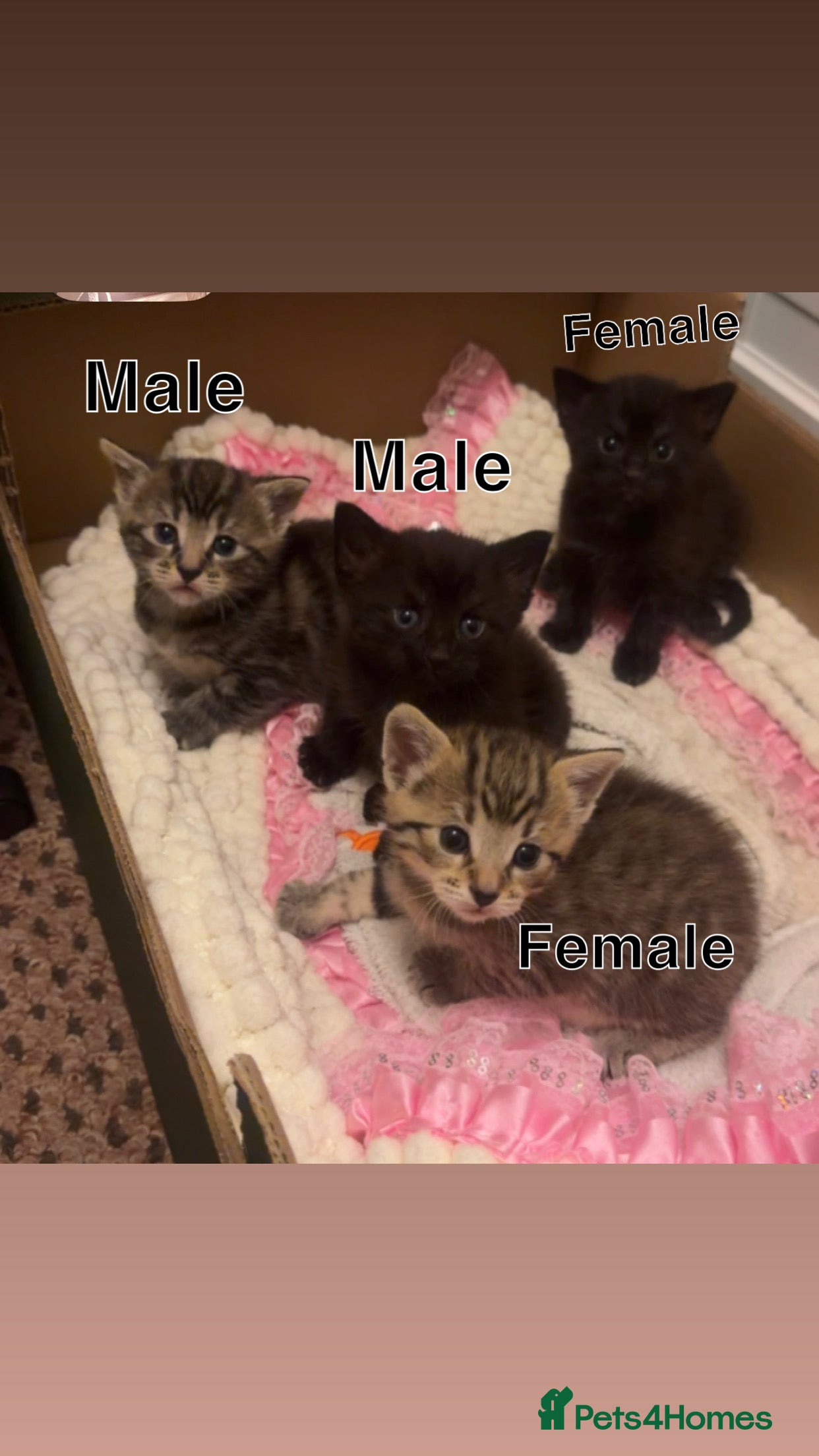 Domestic Shorthair cats 2 male and 2 female kittens  - Advert 12