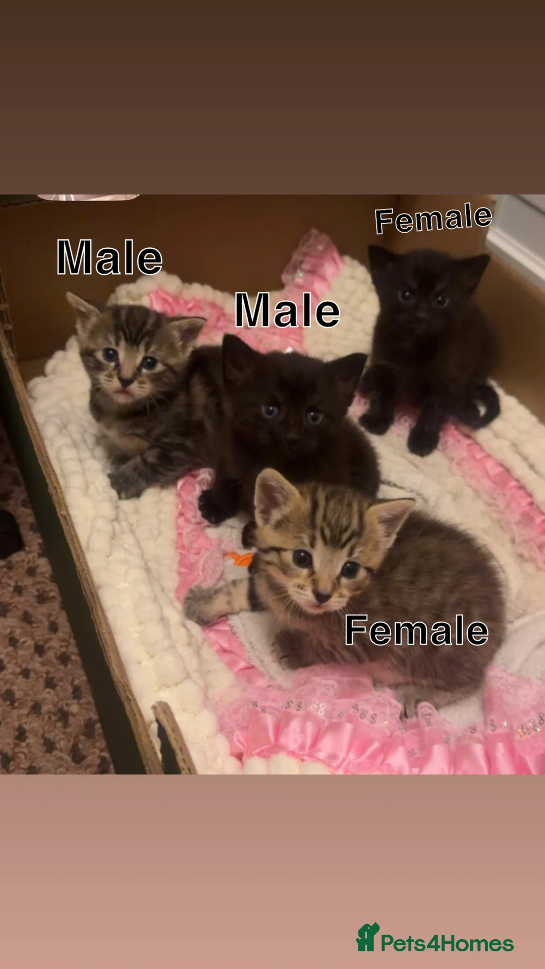 Domestic Shorthair cats for sale: 2 male and 2 female kittens  - Advert 1