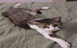 Mixed Breed cats for sale: Dottie  - Image 4