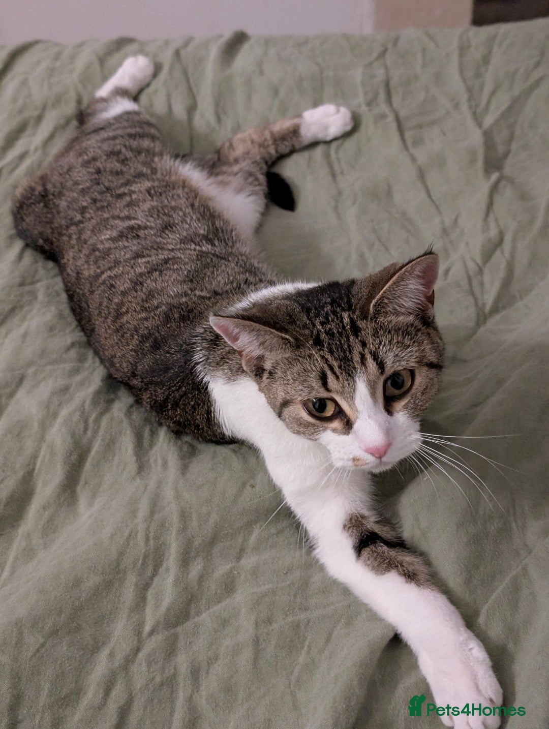 Mixed Breed cats for sale: Dottie  - Image 4