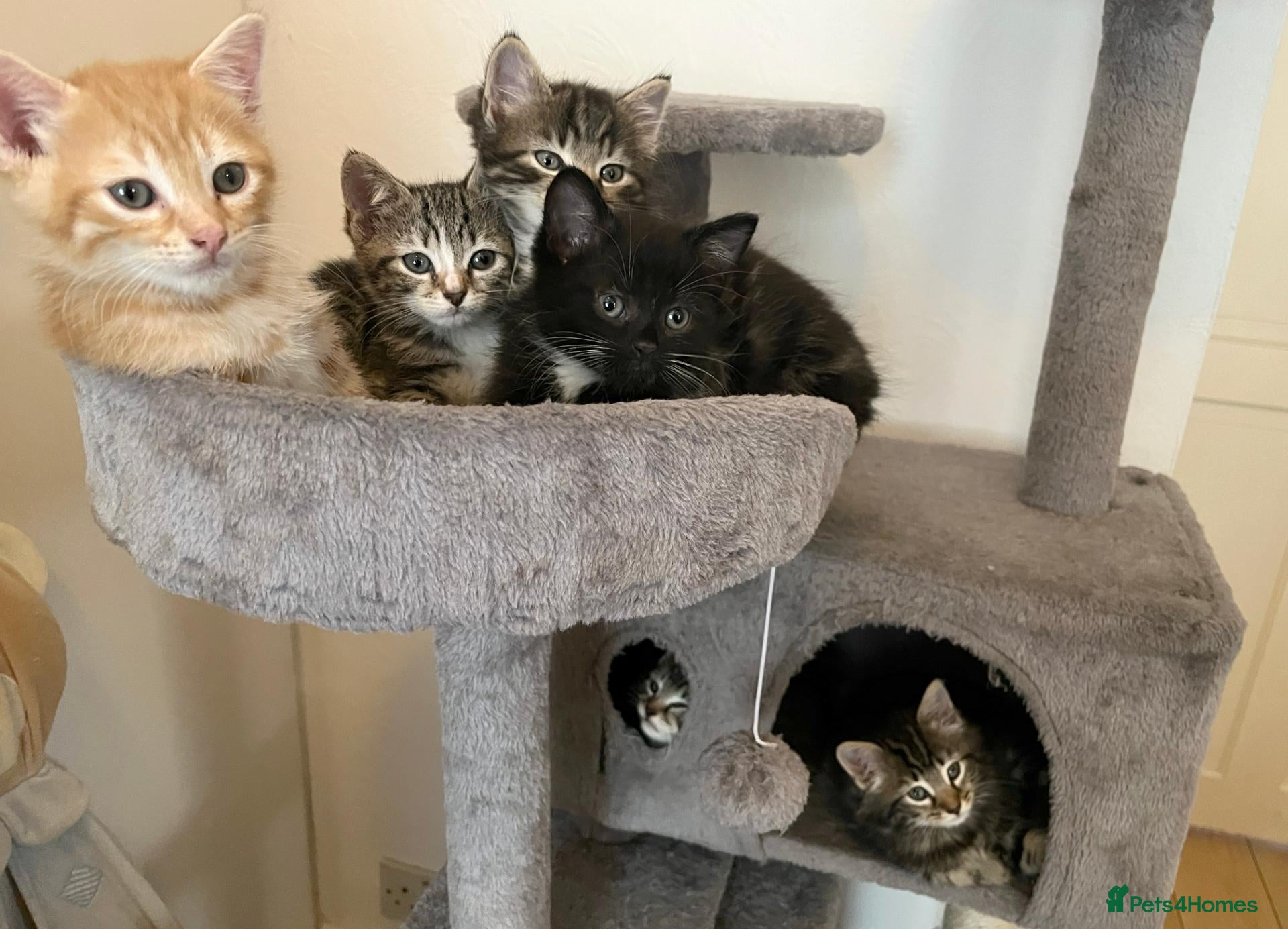 Mixed Breed cats Beautiful Kittens for sale. - Advert 2