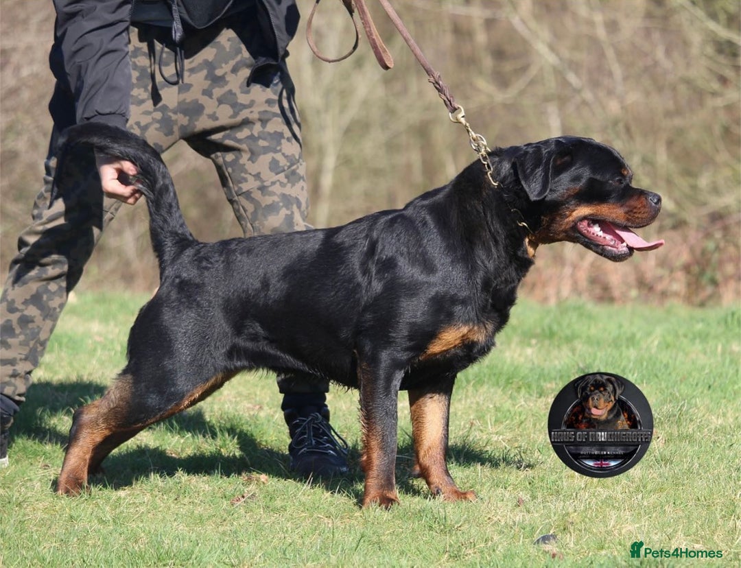 Rottweiler dogs for sale: Top KC Registered Rottweiler Puppies For Sale - Image 14