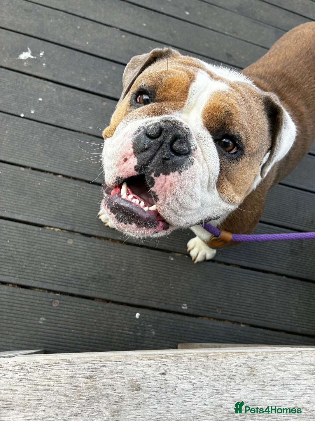 Mixed Breed dogs for sale: English Bulldog  - Advert 2