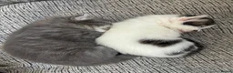 Mixed Breed cats for sale: 2 Beautiful and healthy kittens for sale  in Bath - Advert 5