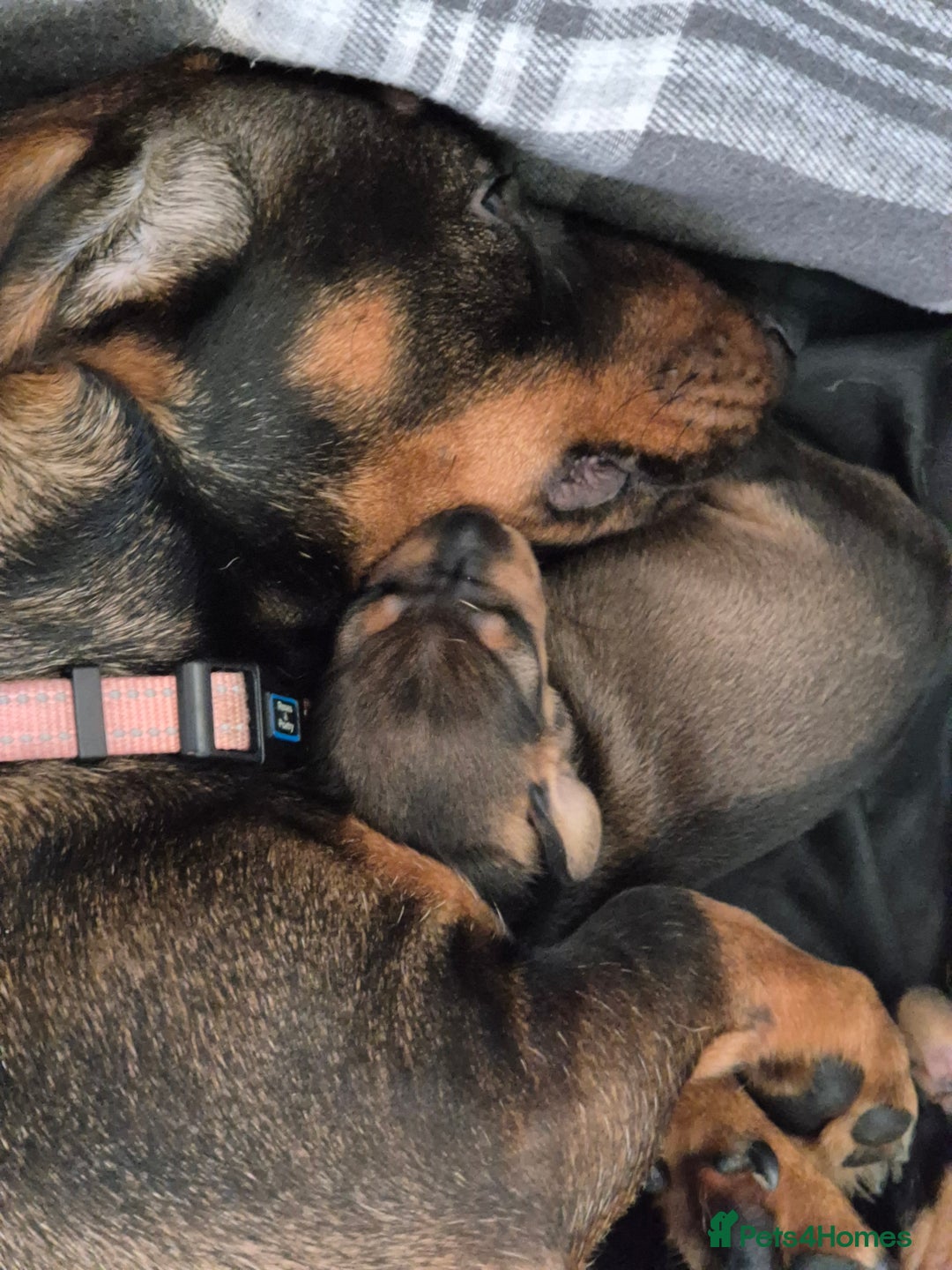 Dachshund dogs for sale: Standard Dachshund Puppies - Advert 21