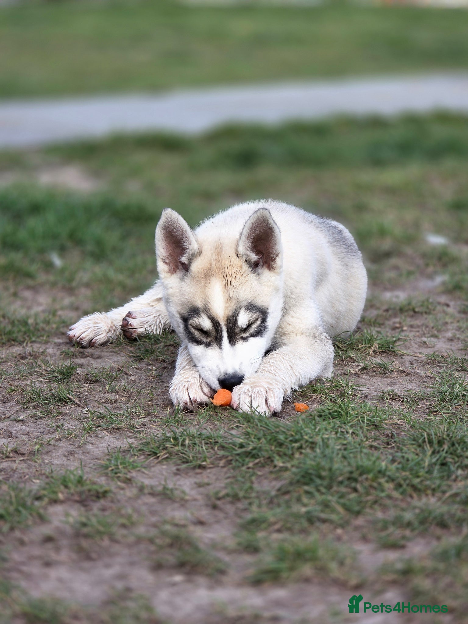 Siberian Husky dogs Pure Siberian Huskie pups - Advert 2