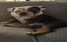 Old Tyme Bulldog dogs for sale: Old thyme bulldog - Image 1