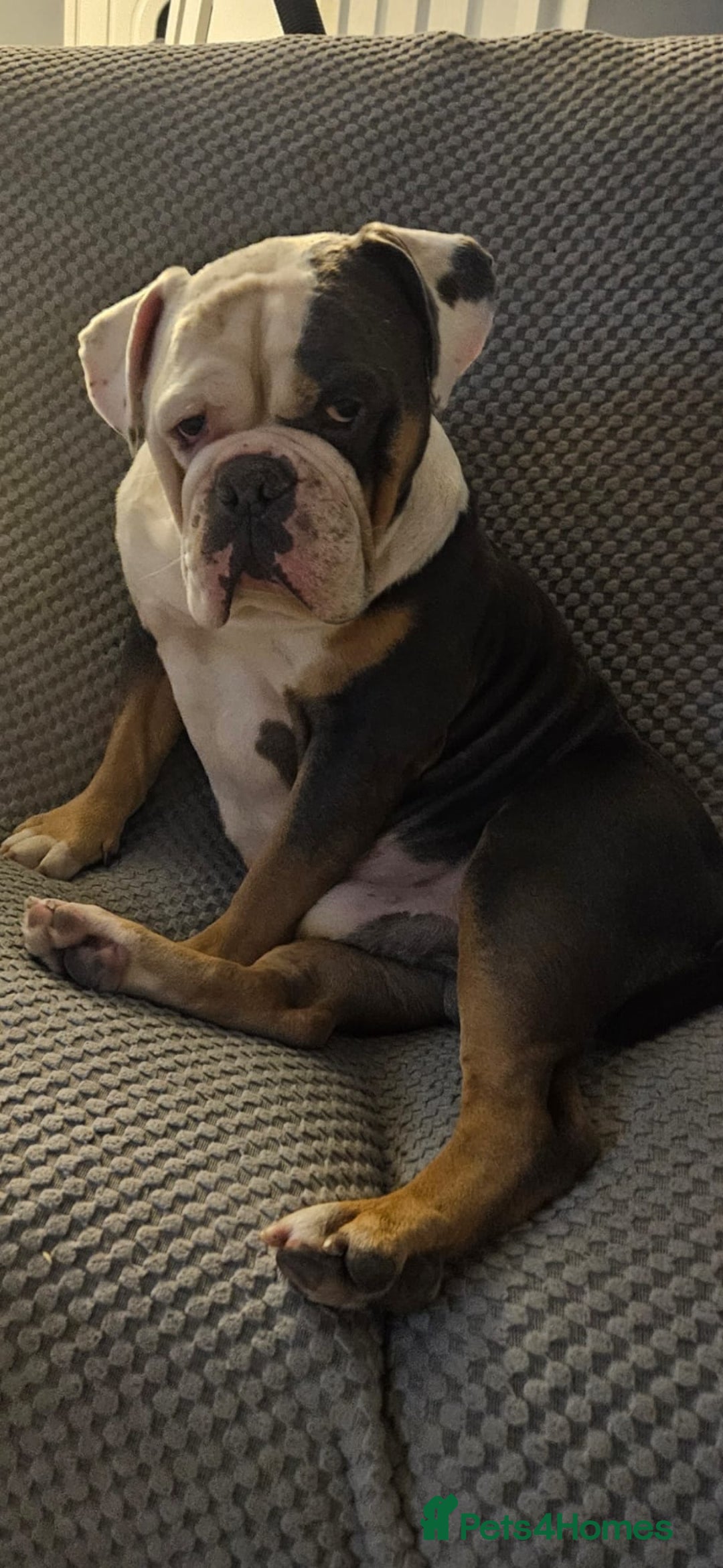 Old Tyme Bulldog dogs for sale: Old thyme bulldog - Image 1