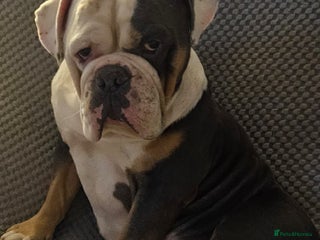 Old Tyme Bulldog dogs - Advert 7