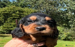 Cocker Spaniel dogs for sale:  *ONLY 1 LEFT* BLACK & TAN KC COCKER DOG  - Image 9