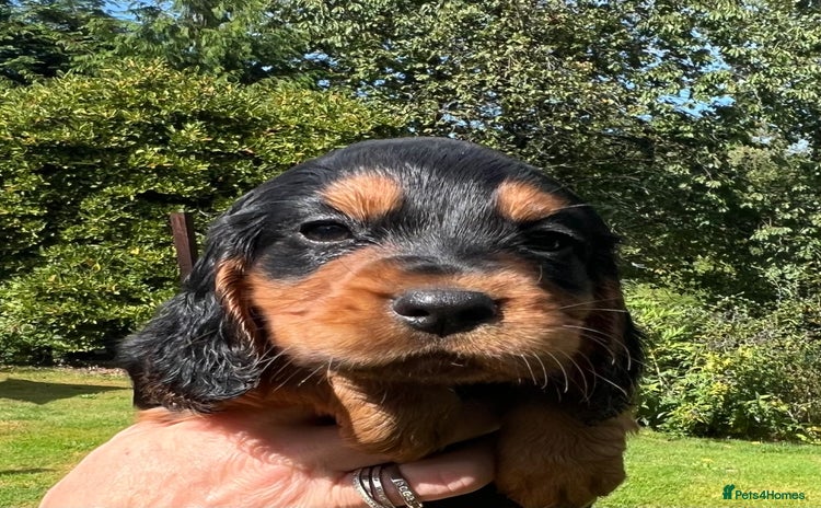 Cocker Spaniel dogs - Advert 1
