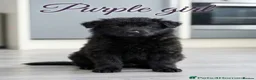 German Shepherd dogs for stud: *Proven* Black German Shepherd Dog Male at Stud  - Advert 31