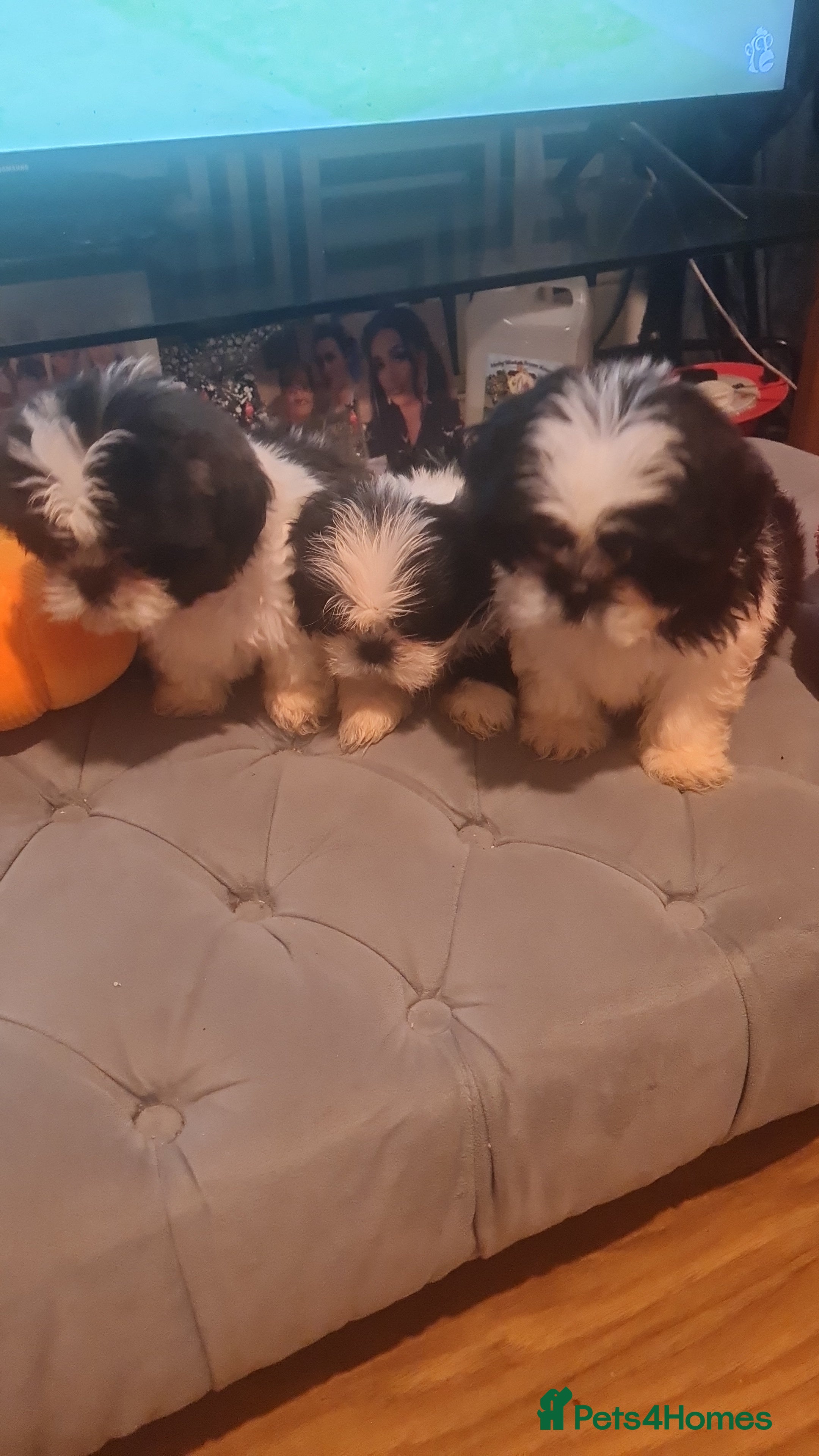 Shih Tzu dogs for sale: Shih tzu - Advert 2