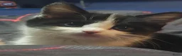 Mixed Breed cats for sale: Kittens  in Alfreton - Advert 2