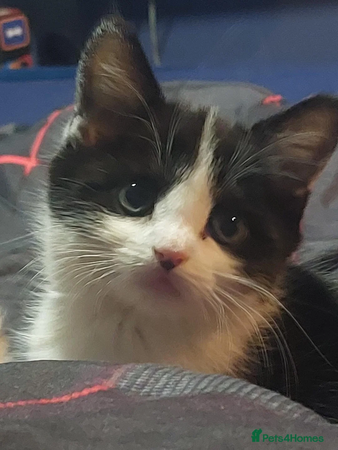 Mixed Breed cats for sale: Kittens  in Alfreton - Advert 2