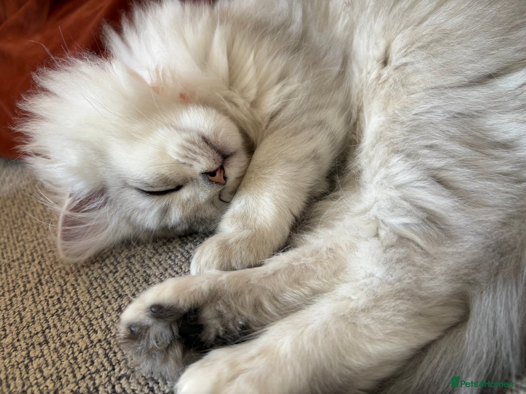 Persian cats for sale: Beautiful Persian boy  - Advert 9