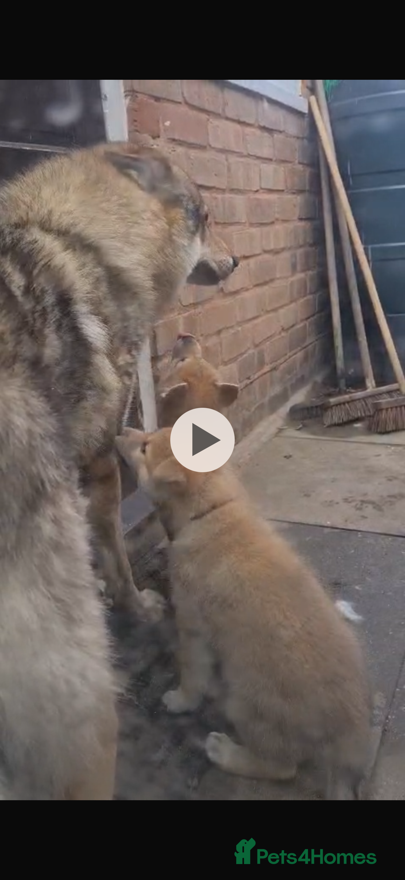 Akita dogs Czech wolf dog x Akita  boy puppy  - Advert 1