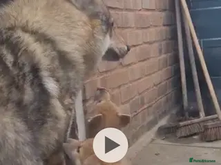 Akita dogs Czech wolf dog x Akita boy puppy - Advert 1