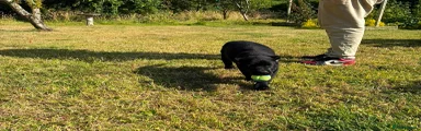 Labrador Retriever 4